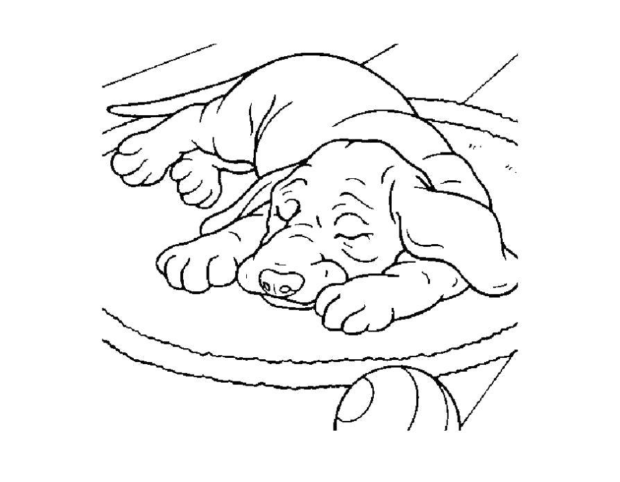 Название: Раскраска Сладко спит. Категория: Домашние животные. Теги: Щенок.