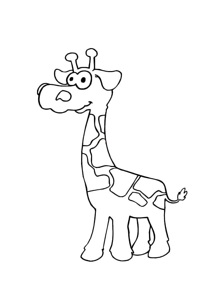 Раскраска Раскраска жираф. жираф