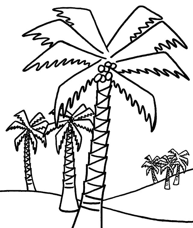 Раскраска пальмы, раскраска пальм, . пальма