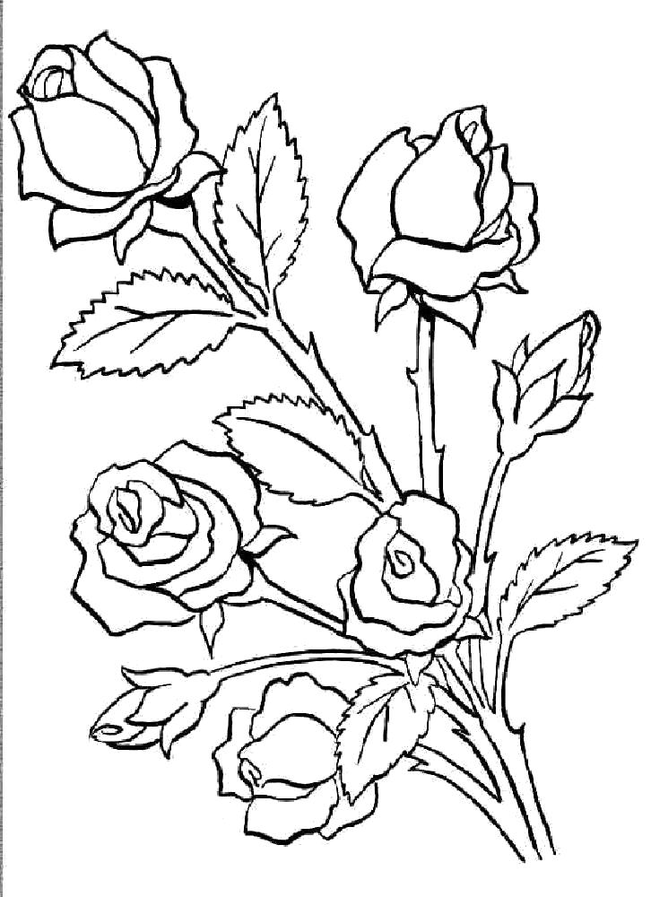 Бесплатные раскраски розы. Распечатать раскраски бесплатно и скачать раскраски онлайн.