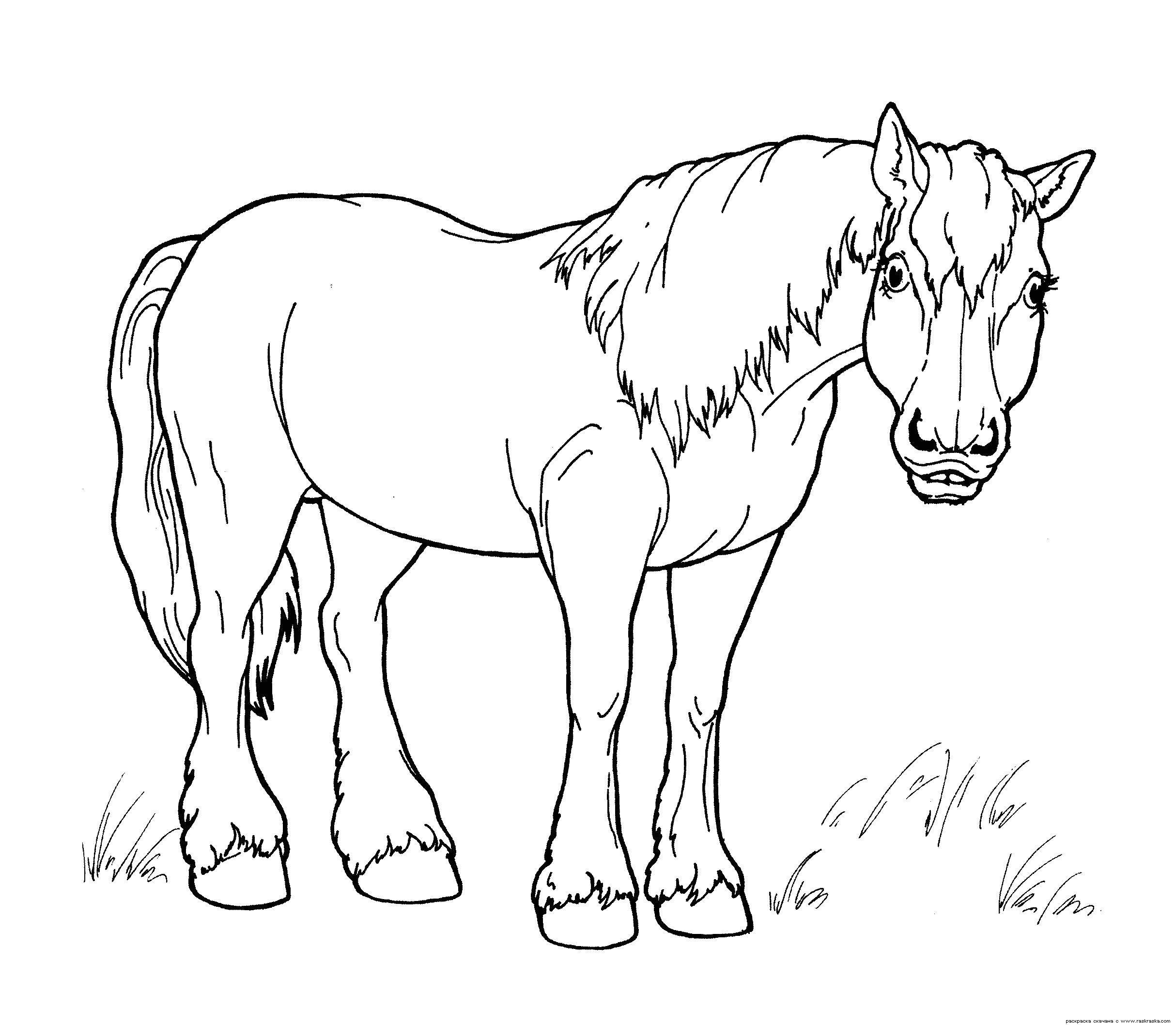 Раскраска  лошадь на лугу. Домашние животные