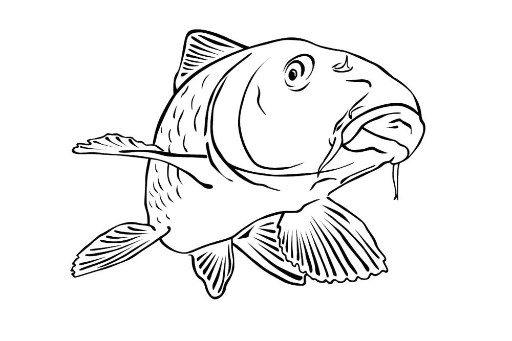 Название: Раскраска раскраски рыбки для малышей. Категория: карп. Теги: карп.