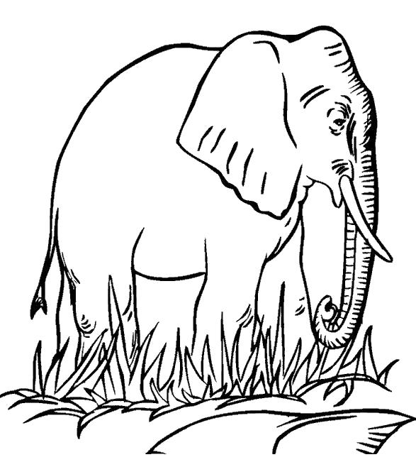 Раскраска Слон ходит по траве. трава