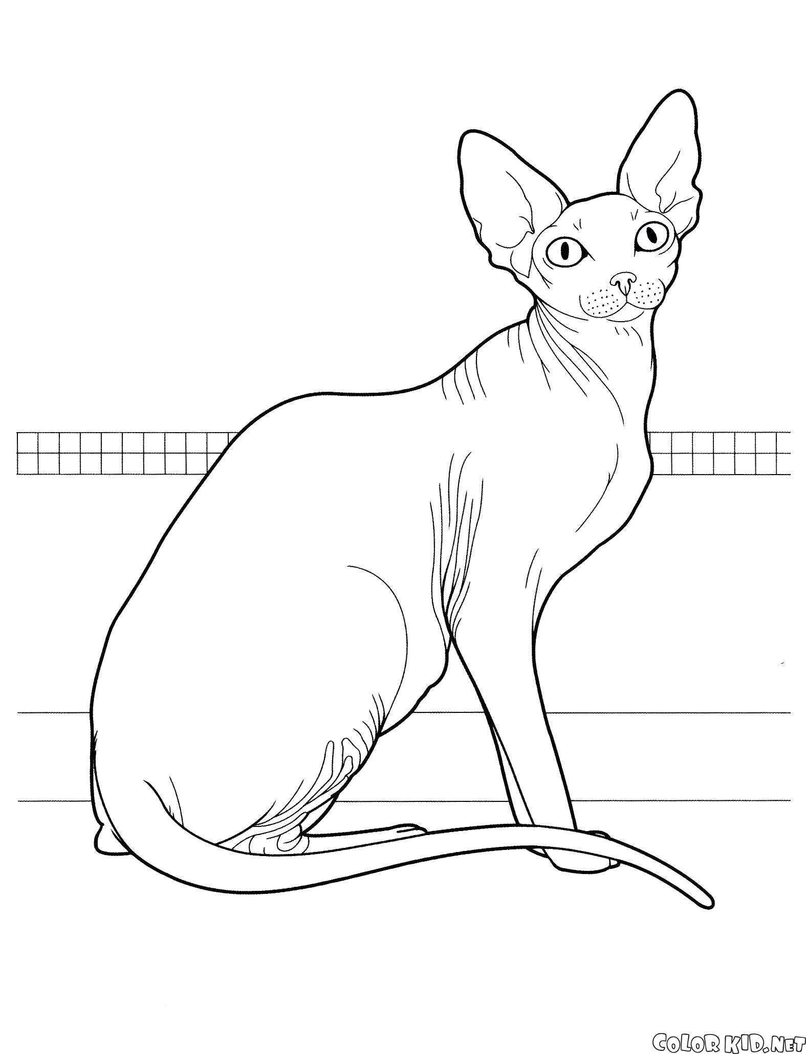 Название: Раскраска Канадский сфинкс. Категория: кошка. Теги: кошка.