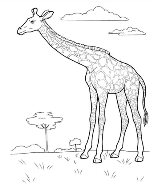 Раскраска Жираф вышел на прогулку. Скачать жираф.  Распечатать Дикие животные