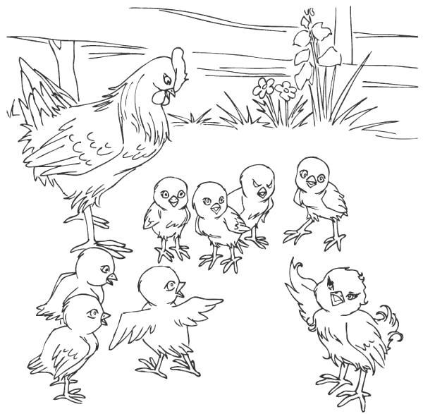 Раскраска Молодка и её цыплята. 