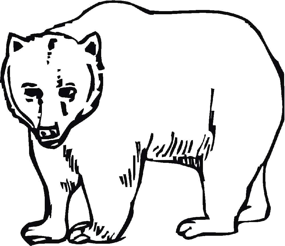 Раскраска красивы медведь . Дикие животные