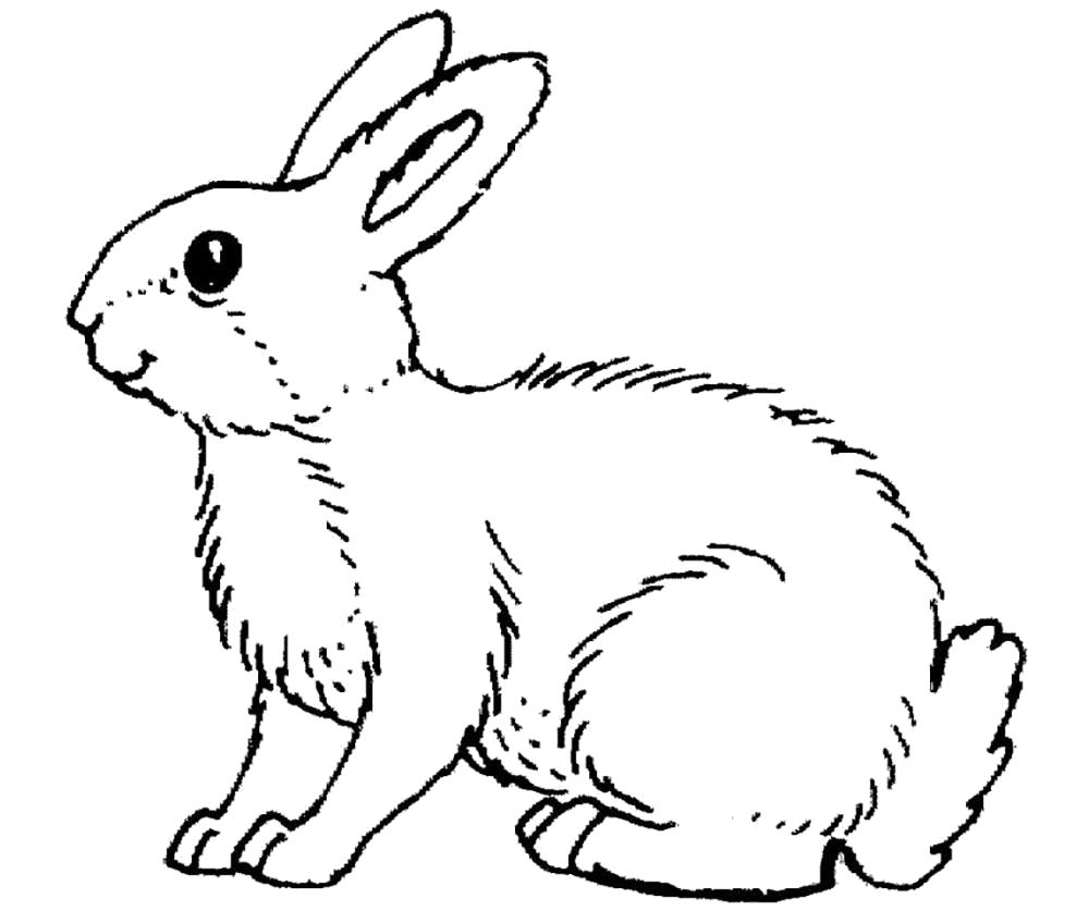 Раскраска  кролик, кролик с большими ушками . Скачать Кролик.  Распечатать Кролик