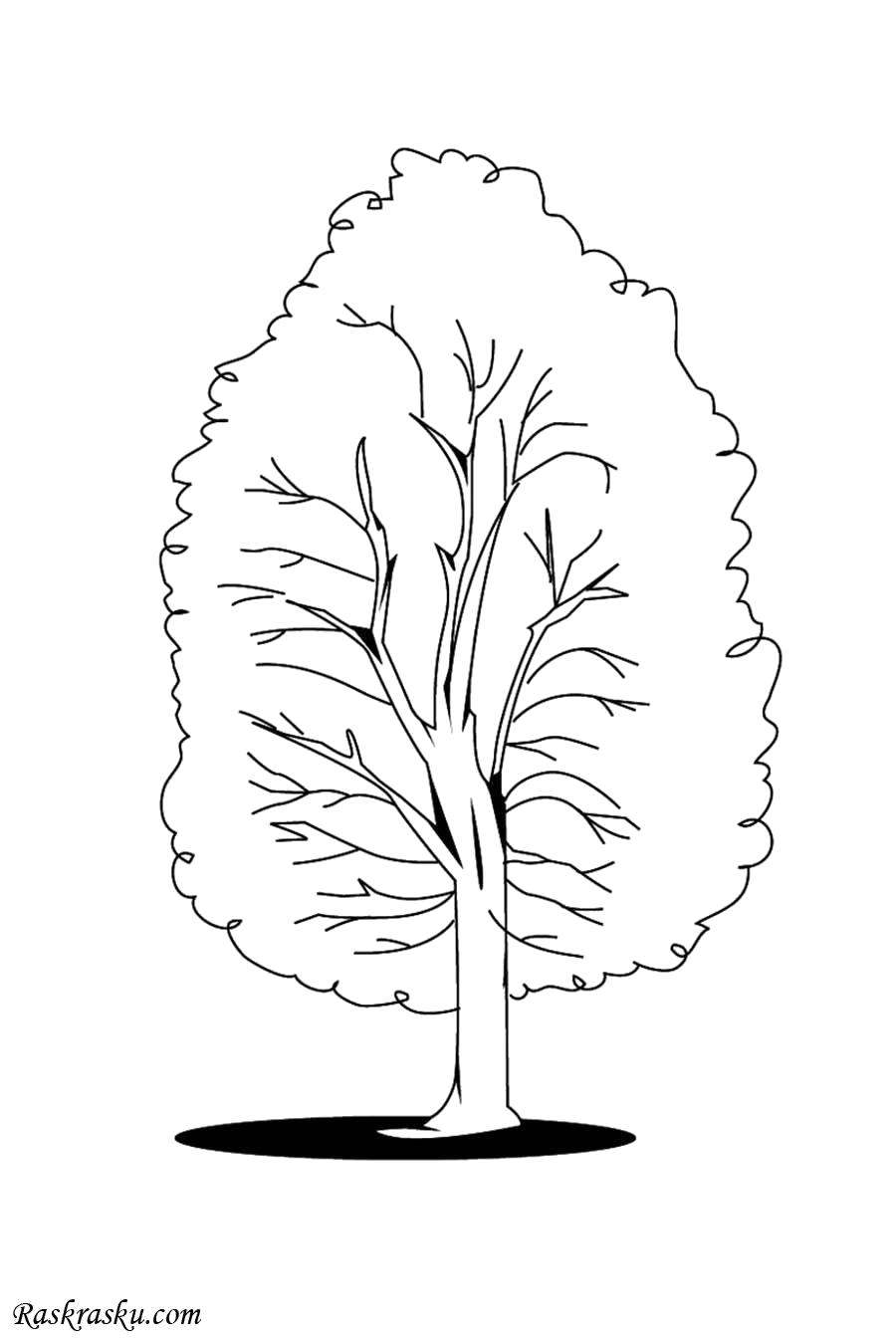 Раскраска Тополь. деревья