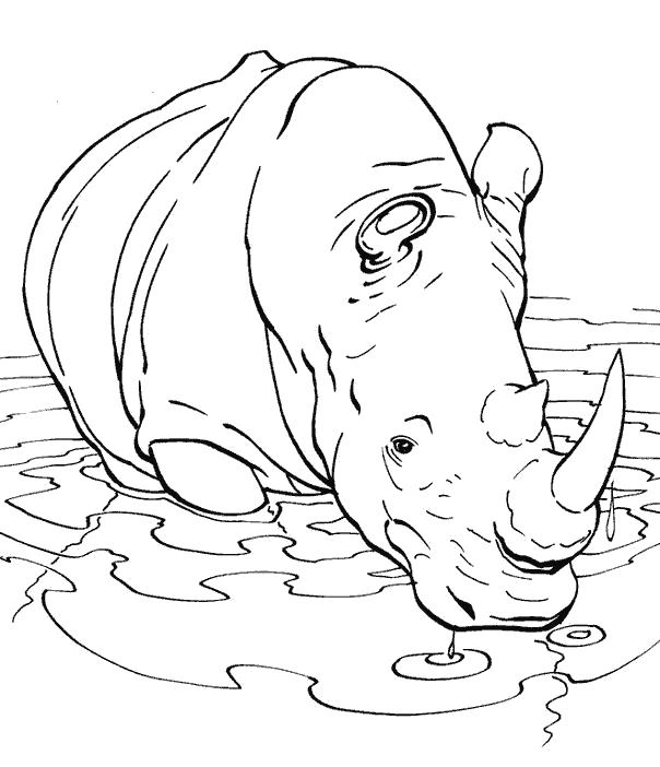 Раскраска носорог купается. Скачать Носорог.  Распечатать Дикие животные