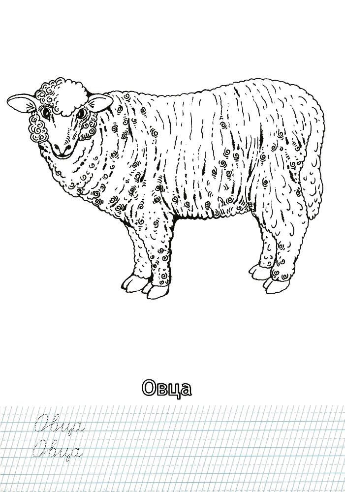 Раскраска Раскраска овца. Домашние животные