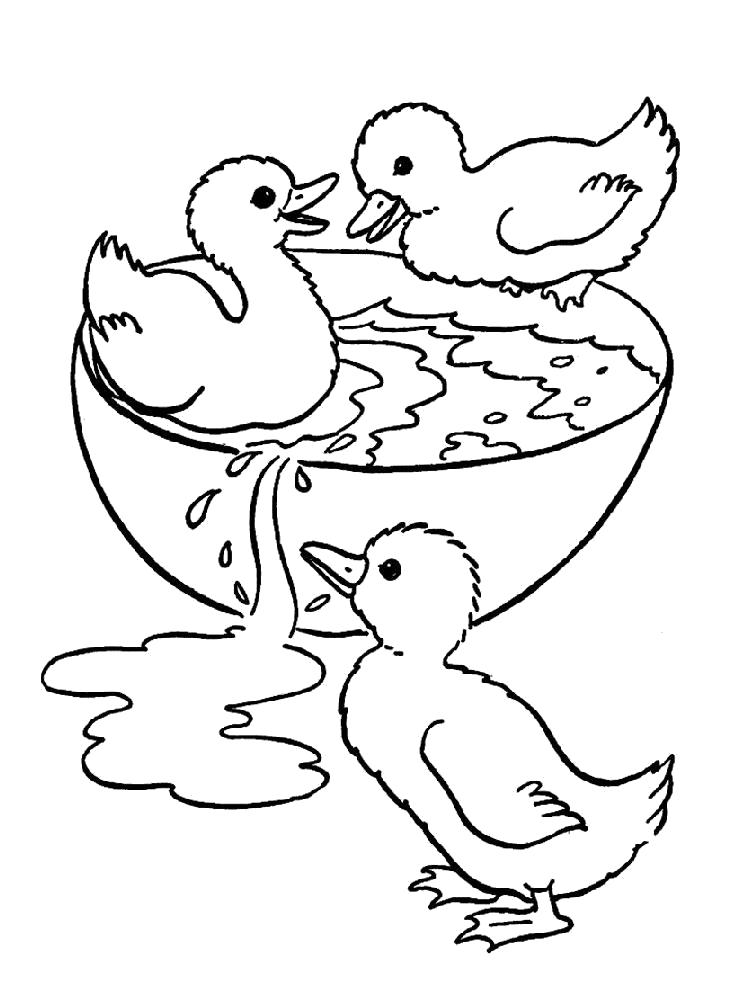 Название: Раскраска Раскраска утка. Категория: Домашние животные. Теги: Утка.