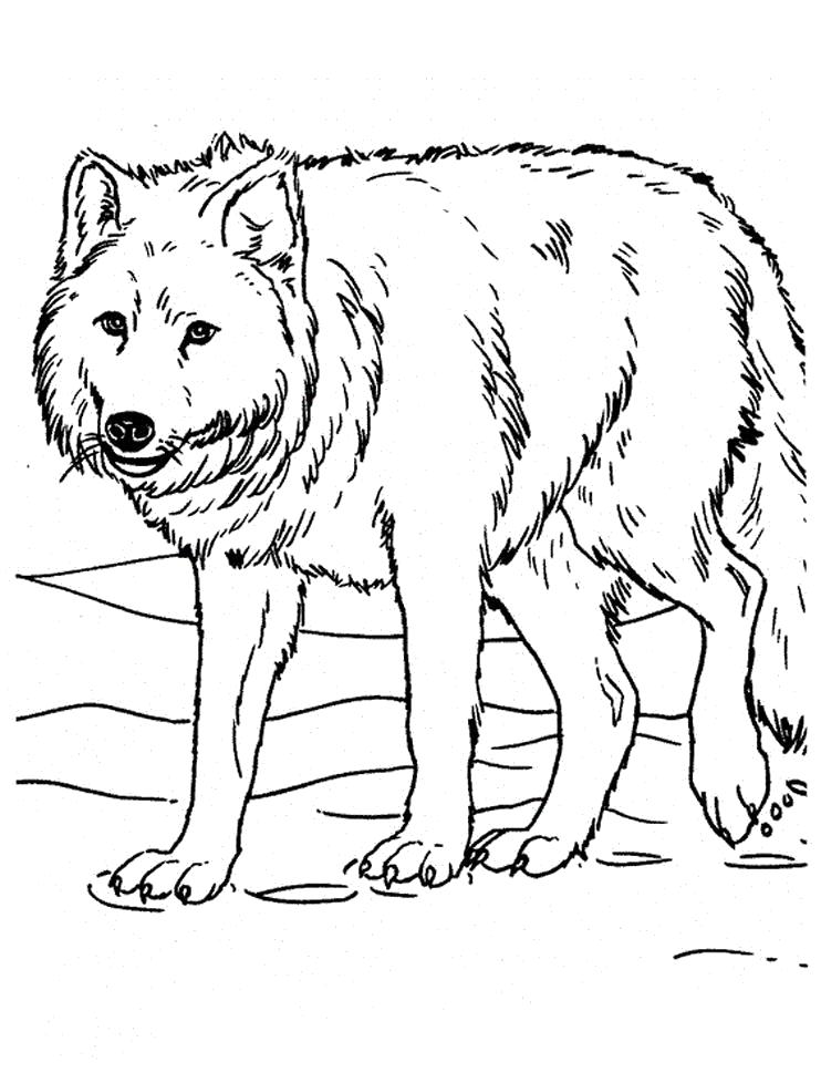 Название: Раскраска Раскраска волк. Категория: Дикие животные. Теги: волк.