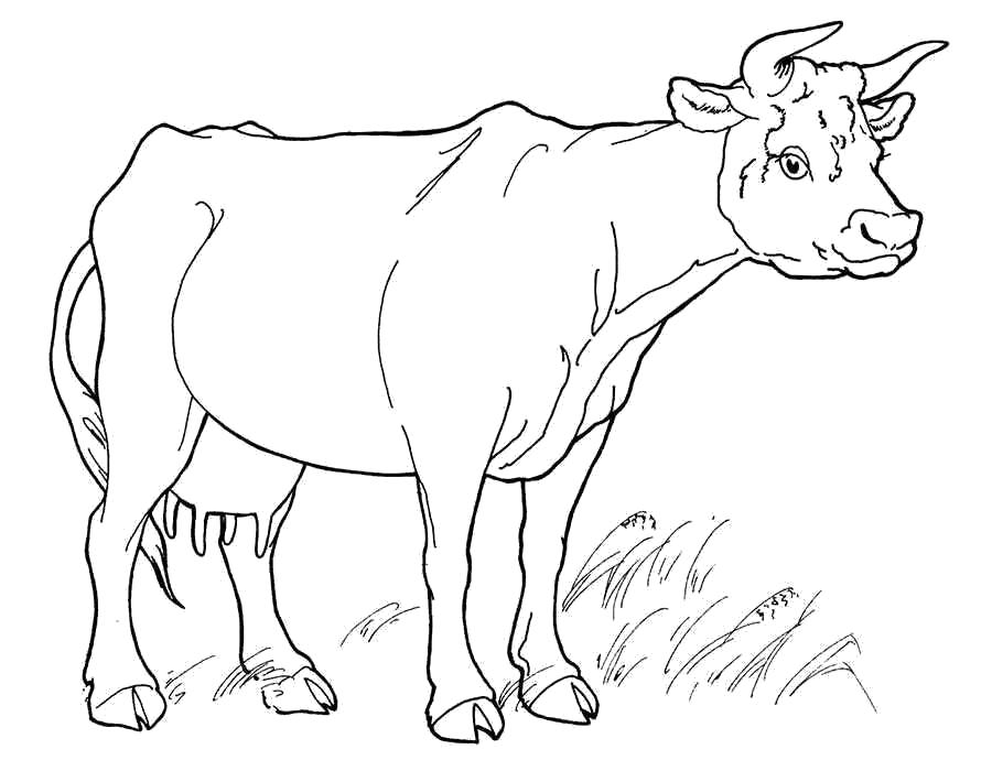 Раскраска Раскраска корова, домашняя корова, корова которая дает молоко. Корова