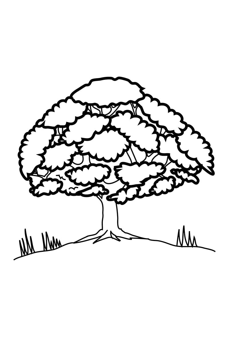 Название: Раскраска Раскраска пышное дерево. Категория: деревья. Теги: деревья.