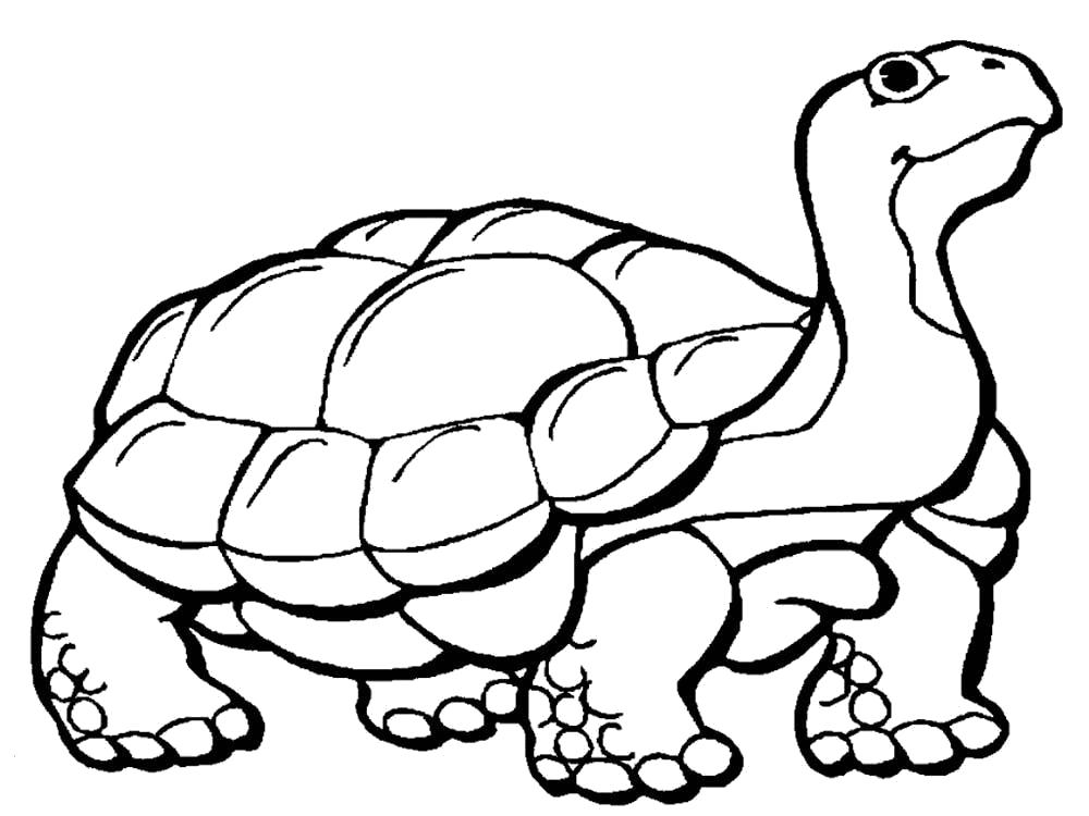 Раскраска Раскраска черепаха. Дикие животные