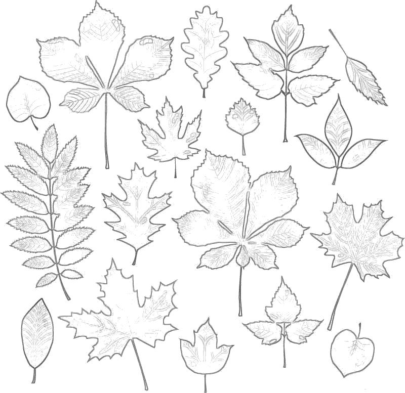 Раскраска Осень  листья. Скачать Контуры разных листьев для вырезания.  Распечатать Контуры листьев