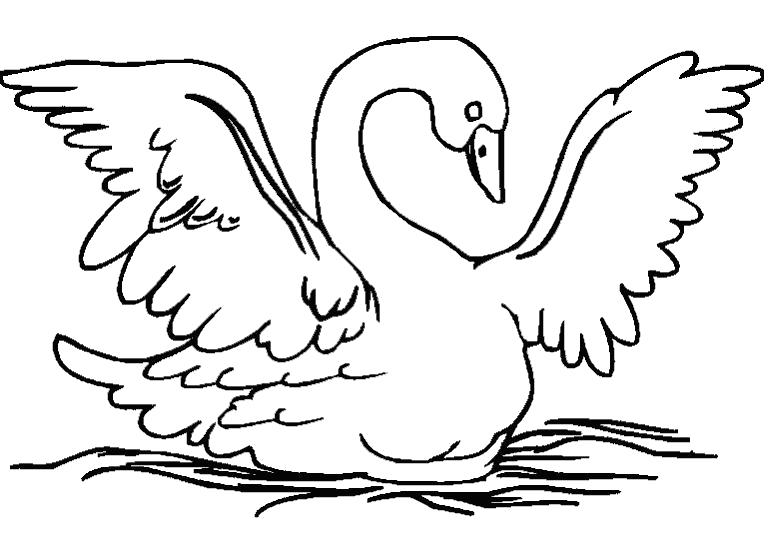 Название: Раскраска лебедь взлетает. Категория: Лебедь. Теги: Лебедь.