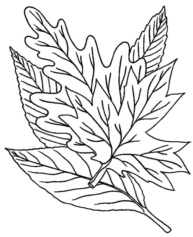 Название: Раскраска осенние листья. Категория: Контуры листьев. Теги: Контуры разных листьев для вырезания.