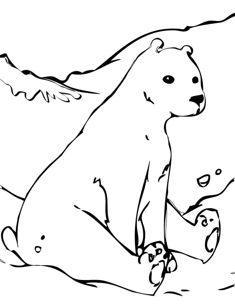 Раскраска полярная медведица сидит на снегу. Скачать медведь.  Распечатать Дикие животные