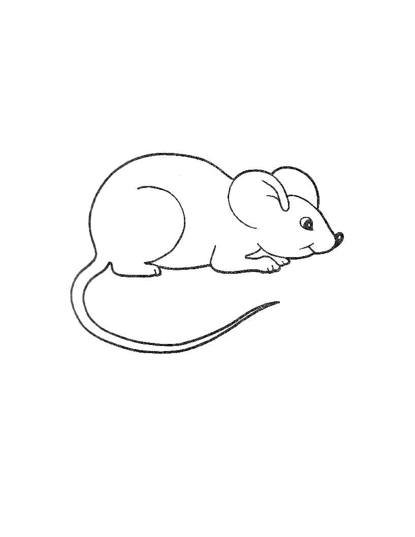 Раскраска Мышь. Скачать мышь.  Распечатать мышь