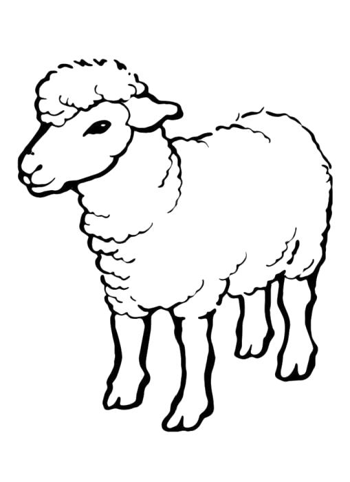 Раскраска Овечка. Овца