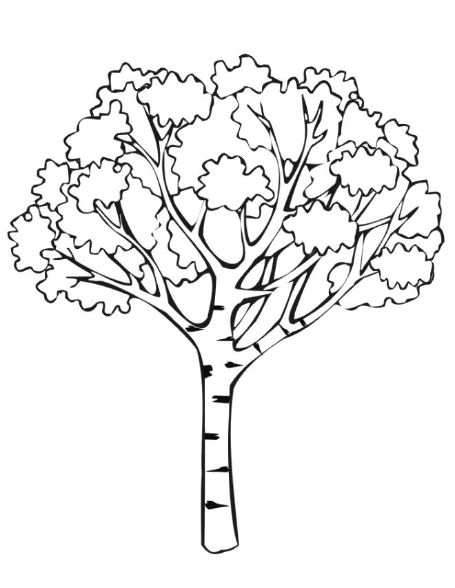Раскраска Раскраска дерево. Контуры дервеьев