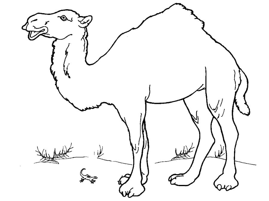 Раскраска верблюда