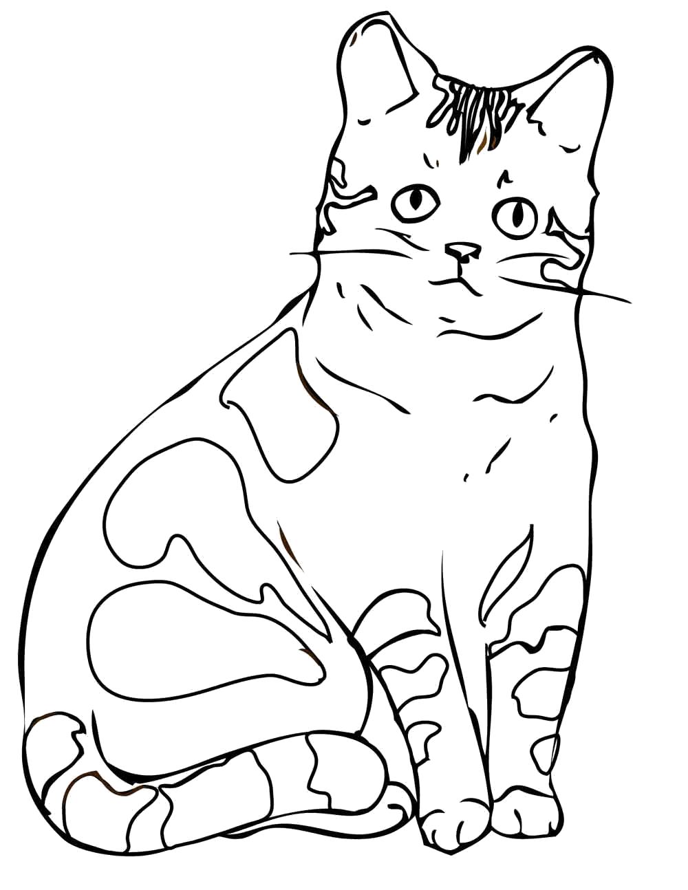 Название: Раскраска  породы кошек. Категория: Домашние животные. Теги: кошка.