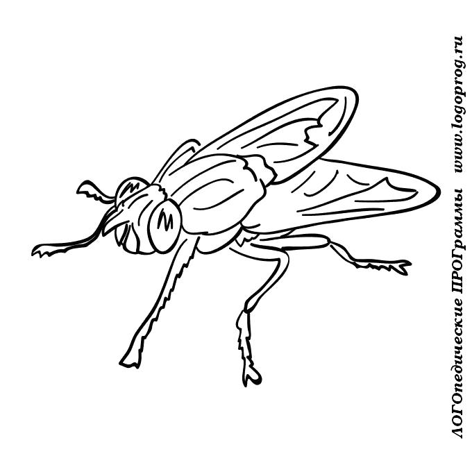 Раскраска МУХА - ЛОГОпедические ПРОГраммы. Скачать муха.  Распечатать Насекомые