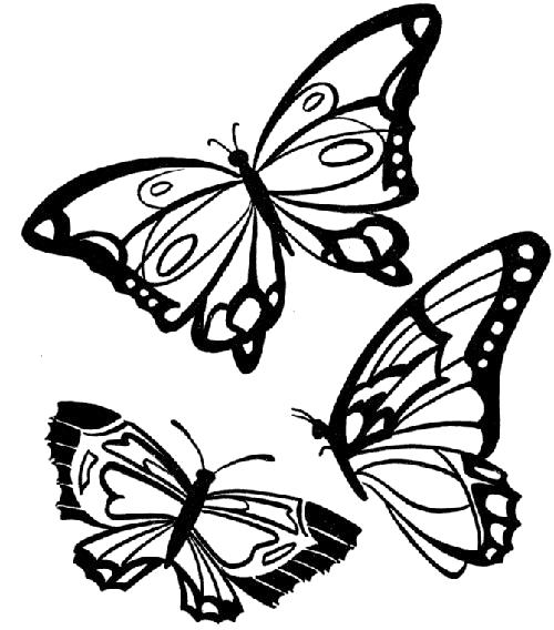 Раскраска Раскраски бабочки. Насекомые