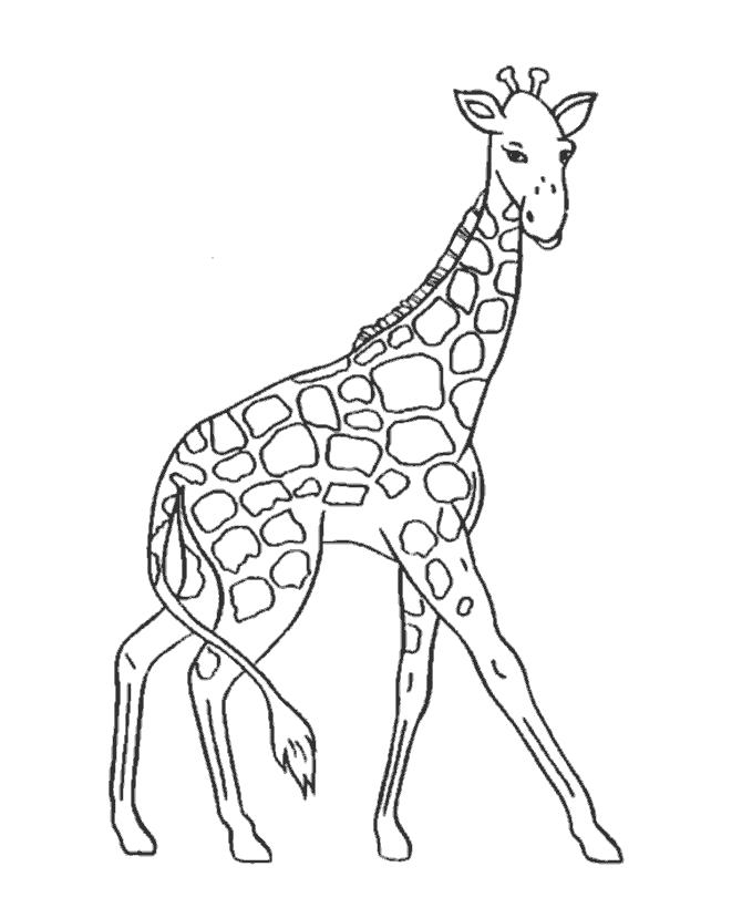 Раскраска Жираф на длинных ногах. Дикие животные