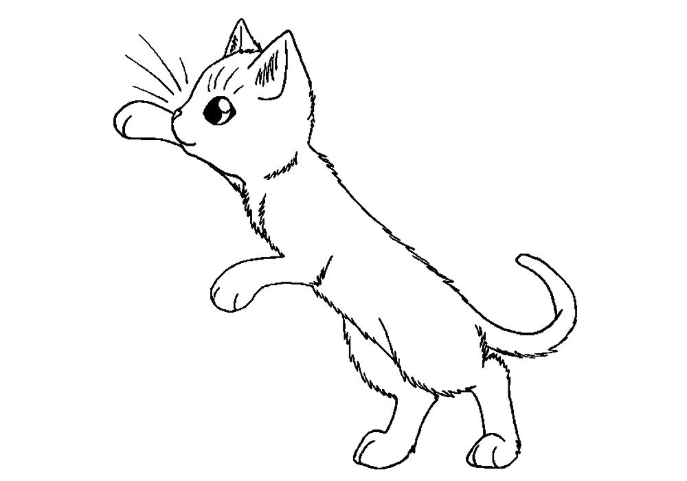 Название: Раскраска Раскраски котята. Категория: Домашние животные. Теги: кошка, кот, Котенок.