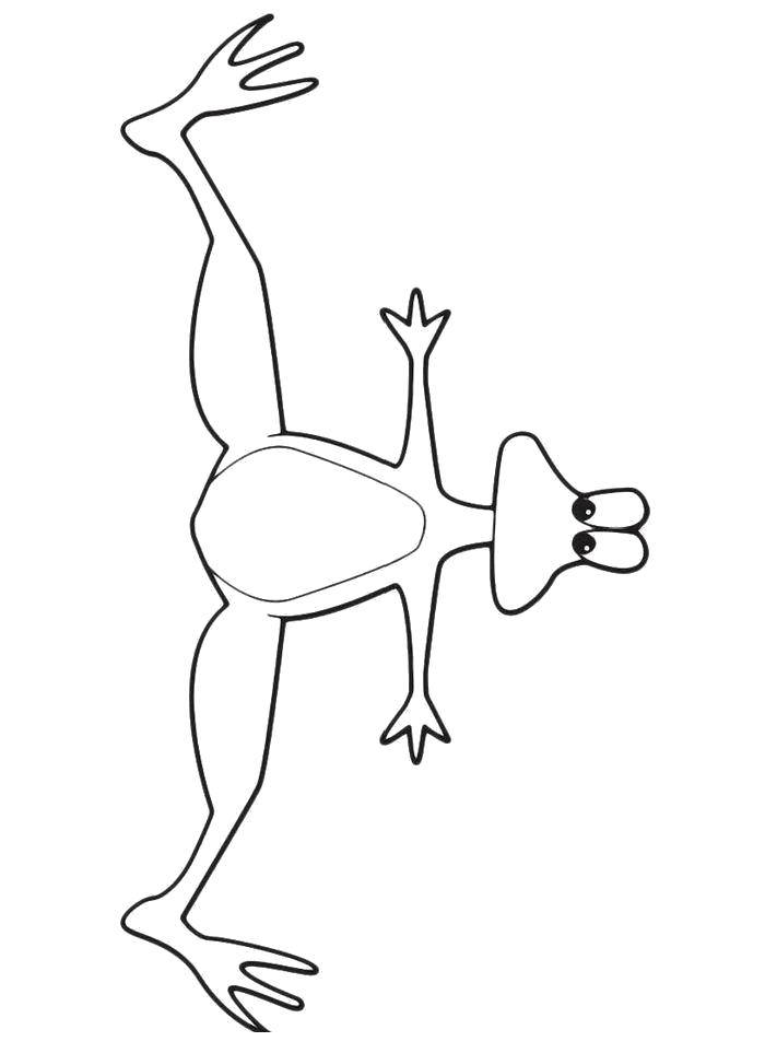 Название: Раскраска Раскраска Сидящая лягушка. Категория: лягушка. Теги: лягушка.