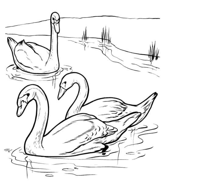 Название: Раскраска Раскраски "дикие лебеди" . Категория: . Теги: .