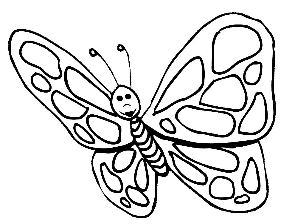 Раскраска бабочка. Насекомые