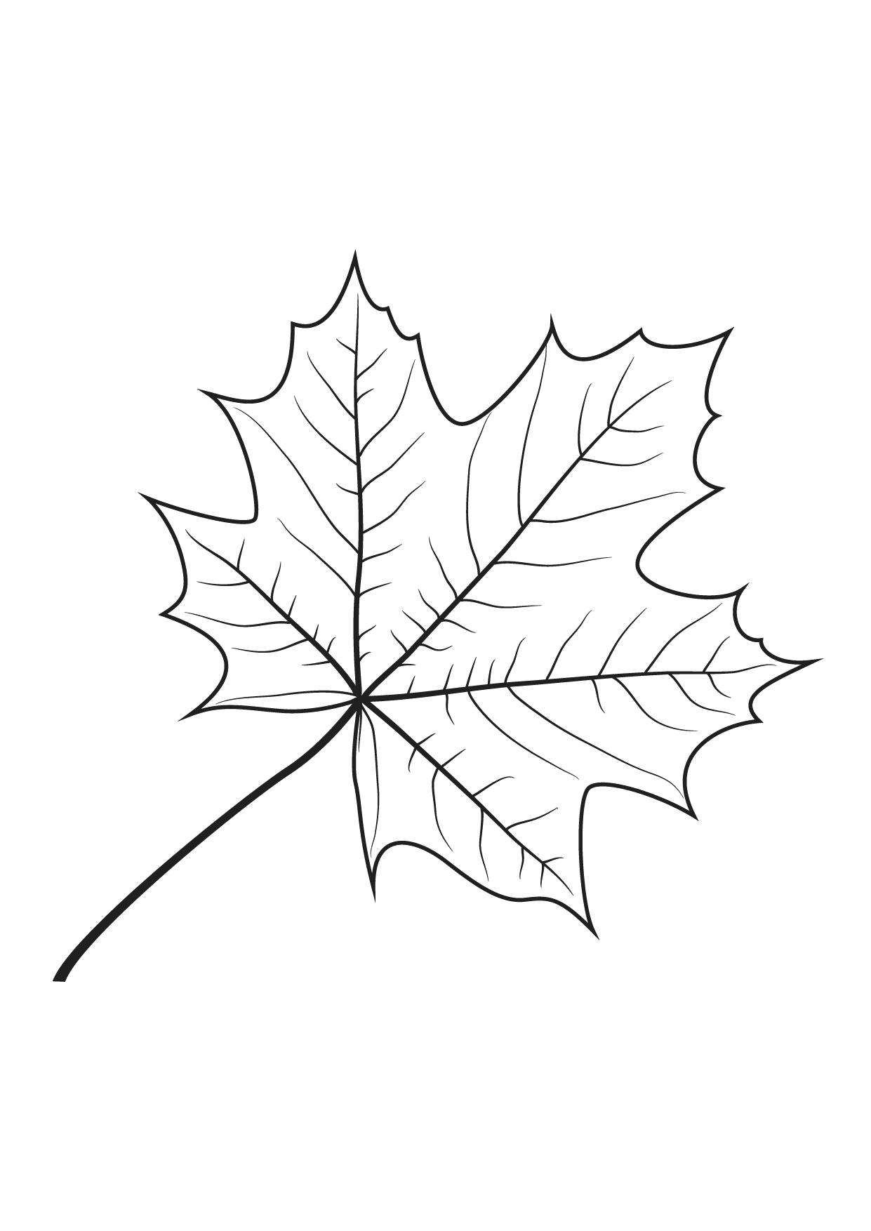 Название: Раскраска осенний лист. Категория: Осень. Теги: Осень.