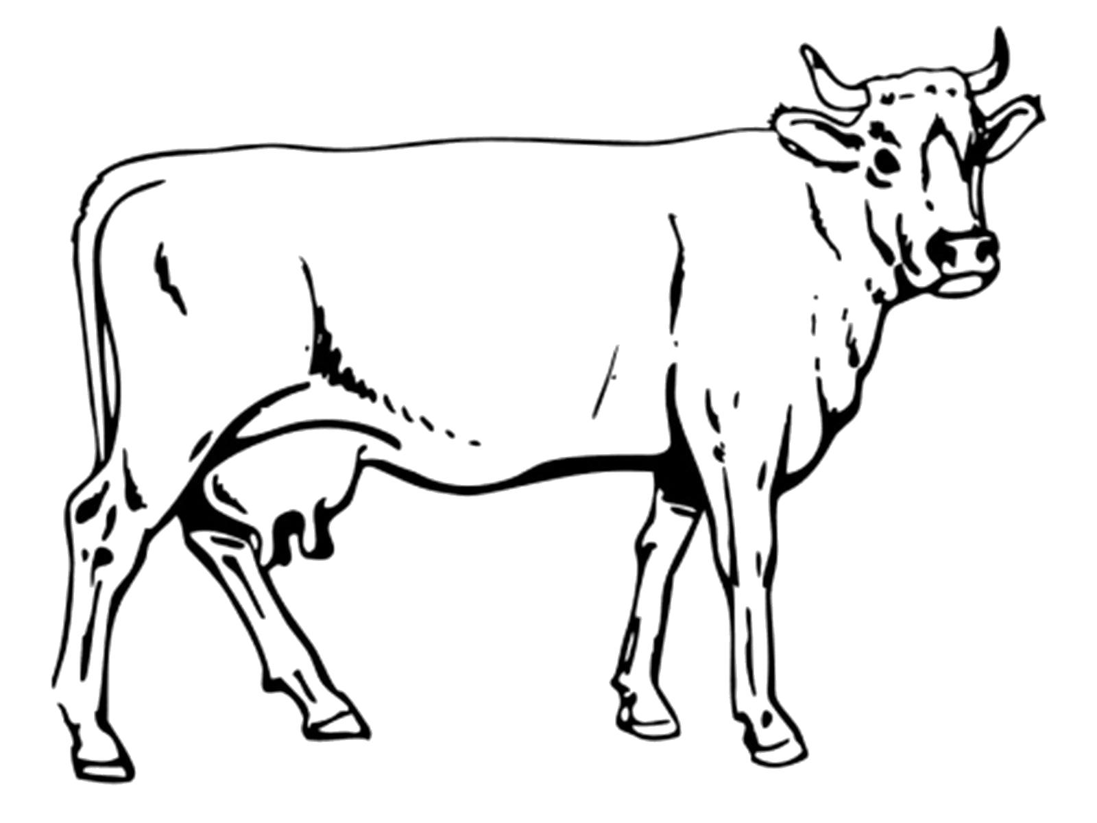 Название: Раскраска Коровушка. Категория: Домашние животные. Теги: Корова.