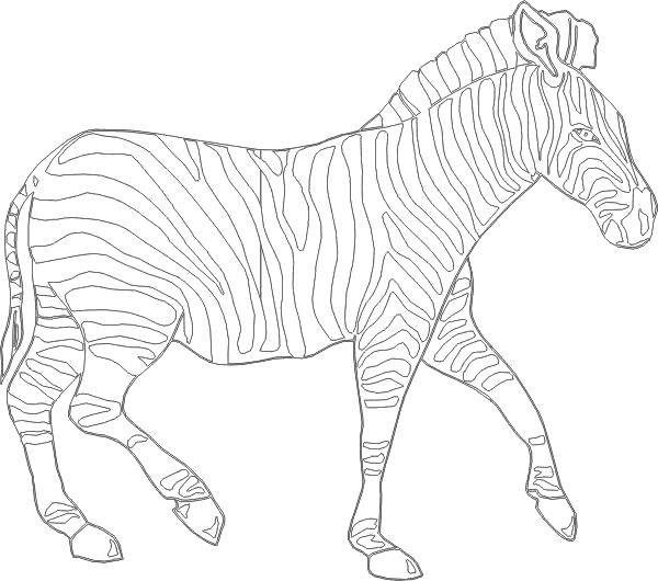 Раскраска раскраска зебра. Дикие животные