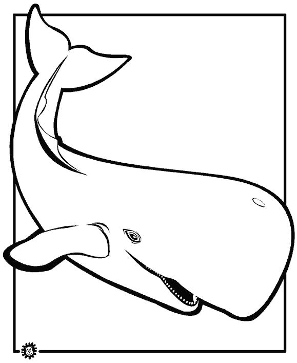 Раскраска большой кит. Кит