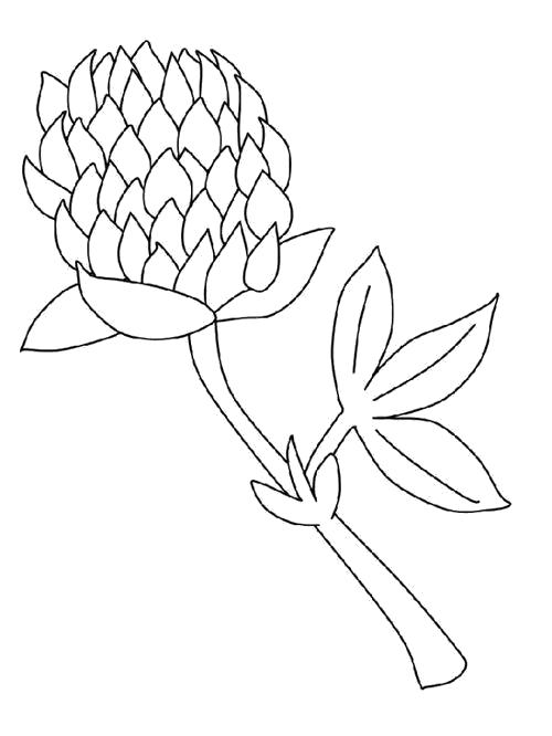 Раскраска Раскраска Цветок клевера. цветы