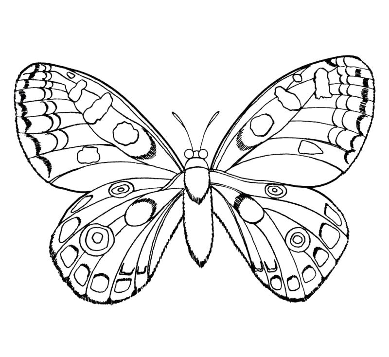 Раскраска Раскраска бабочки. бабочки