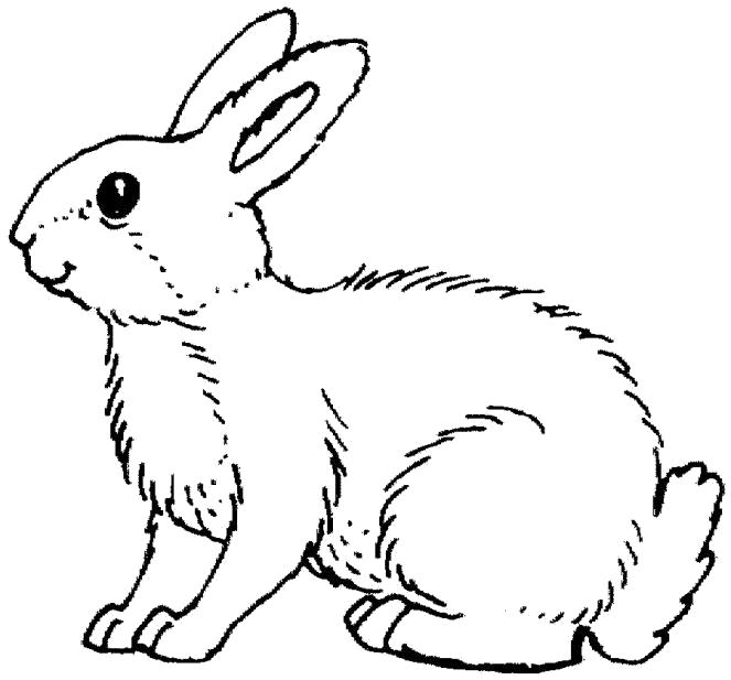 Название: Раскраска заяц сидит. Категория: Заяц. Теги: Заяц.