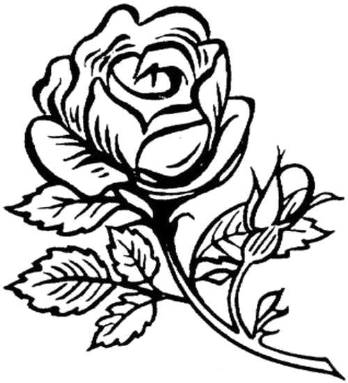 Раскраска  Солнечная роза. Цветы