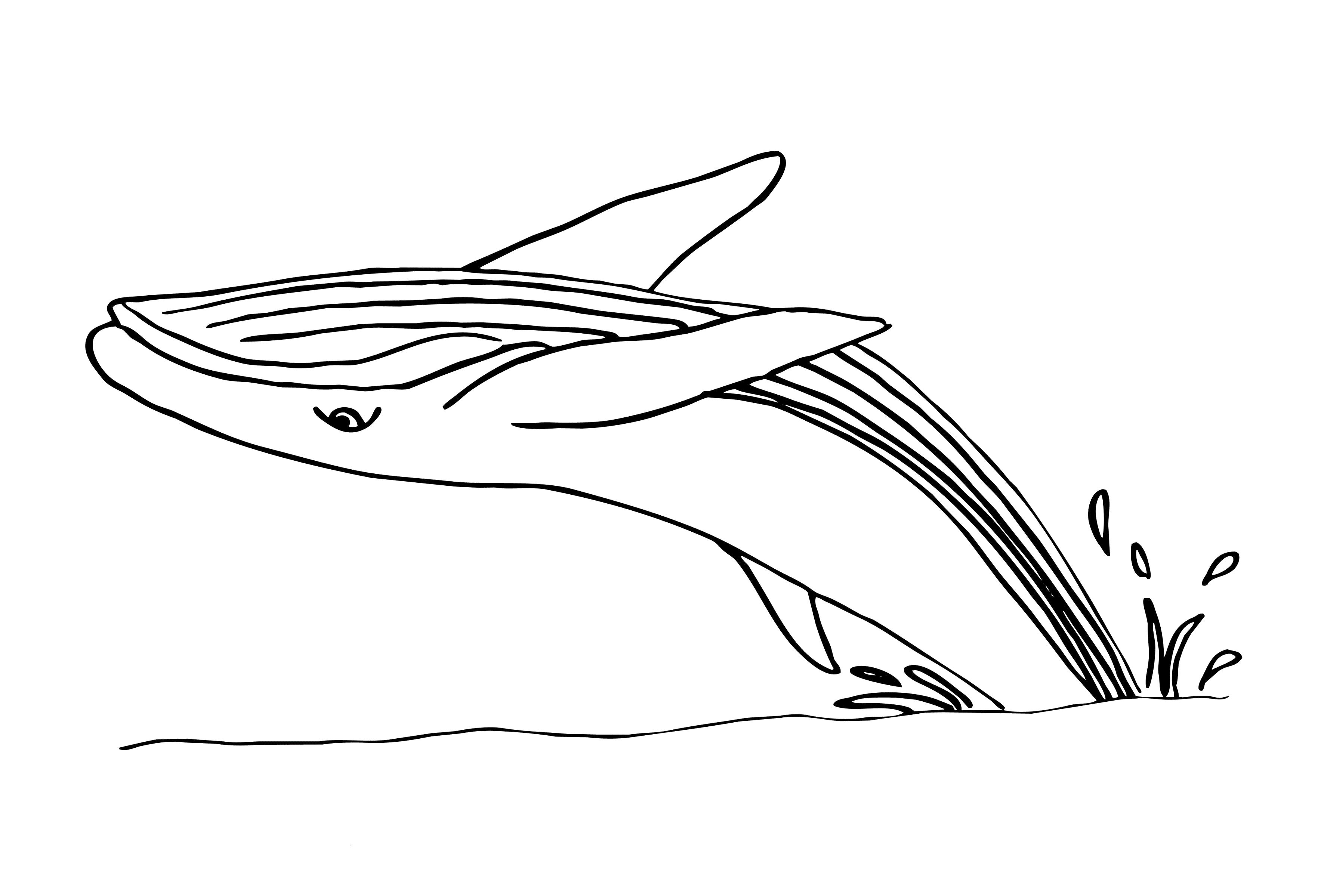 Название: Раскраска Игры кита. Категория: Морские животные. Теги: Кит.