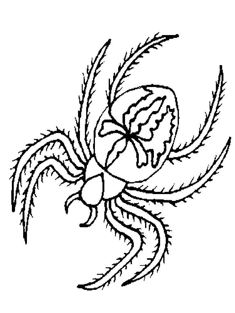 Раскраска Раскраска паук с рисунком. Паук
