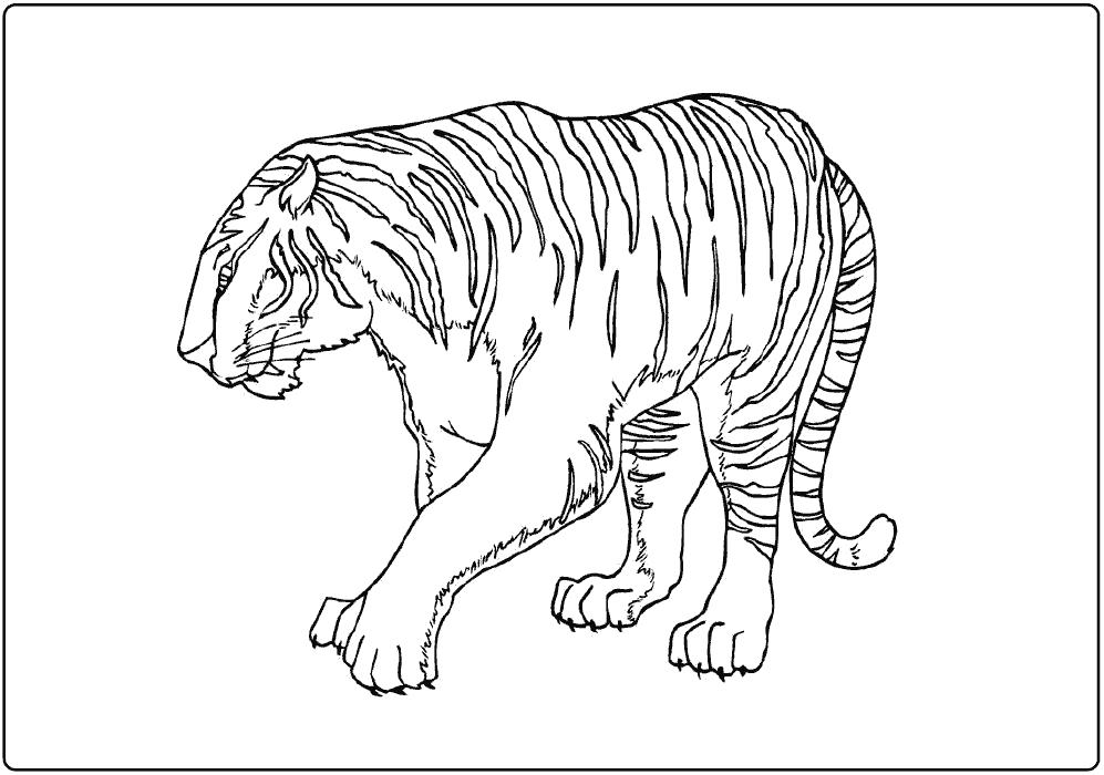 Название: Раскраска красивая тигрица. раскраска. Категория: Дикие животные. Теги: Тигр.