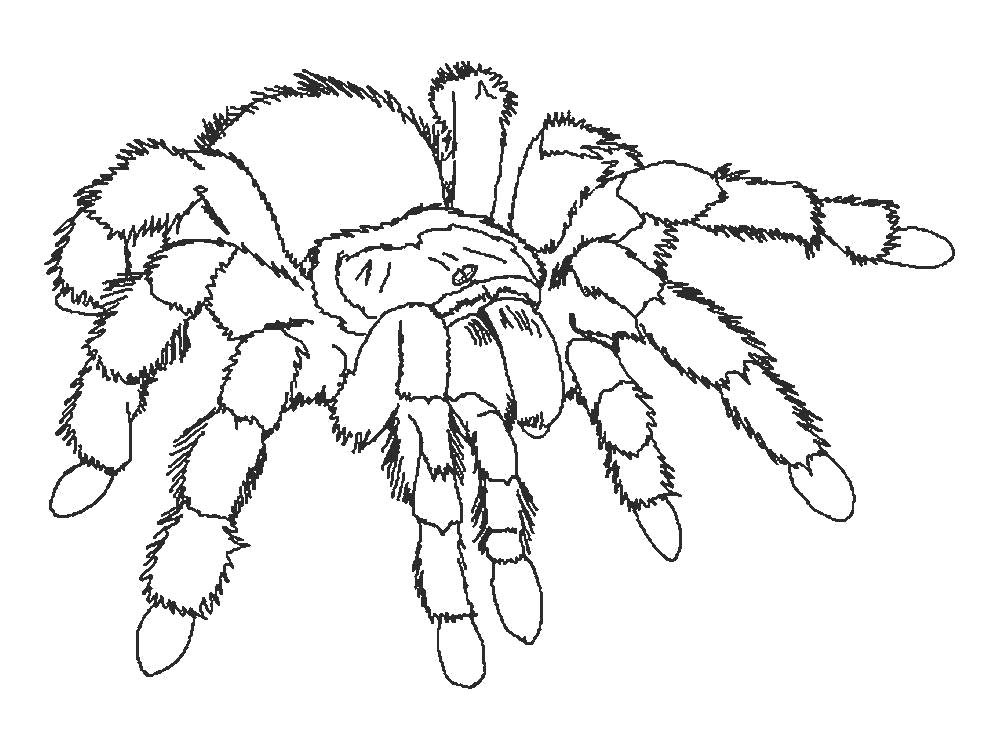 Раскраска Раскраска паук огромный. Паук