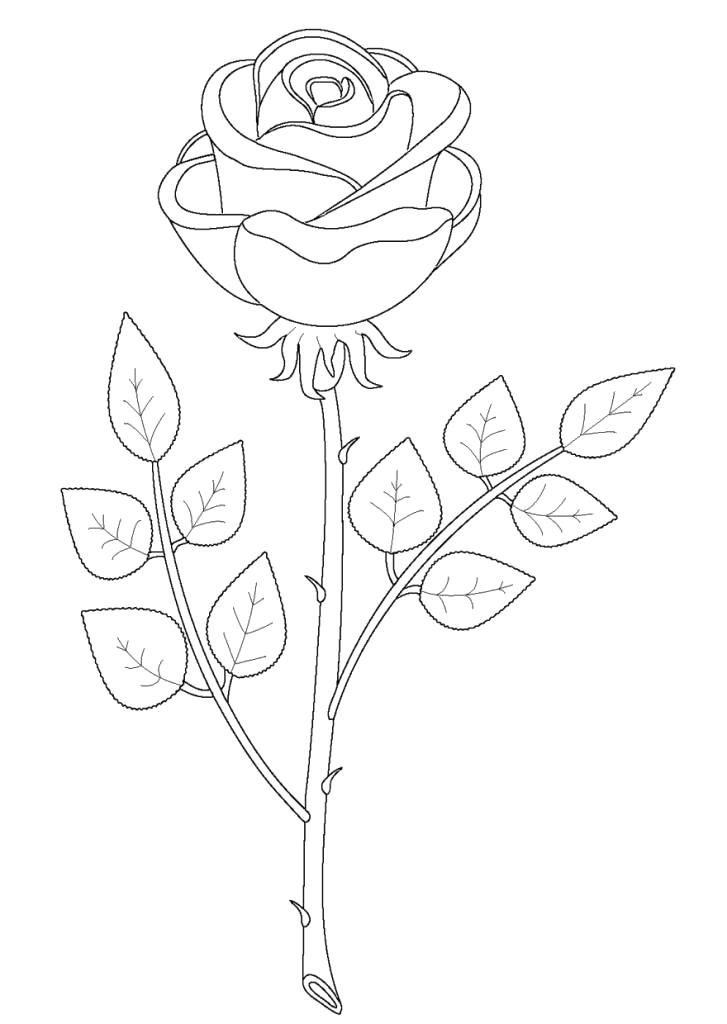 Раскраска Цветы Раскраска для девочек - роза Раскраски распечатать. растения