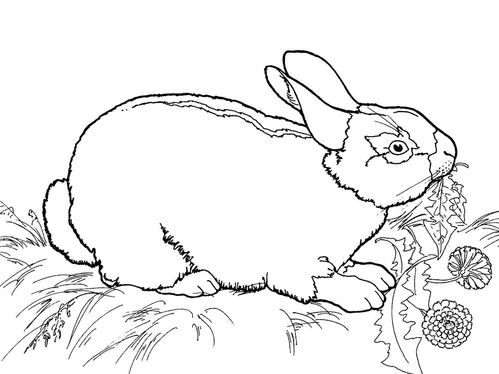 Раскраска  кролик, кролик ест траву. Скачать Кролик.  Распечатать Кролик